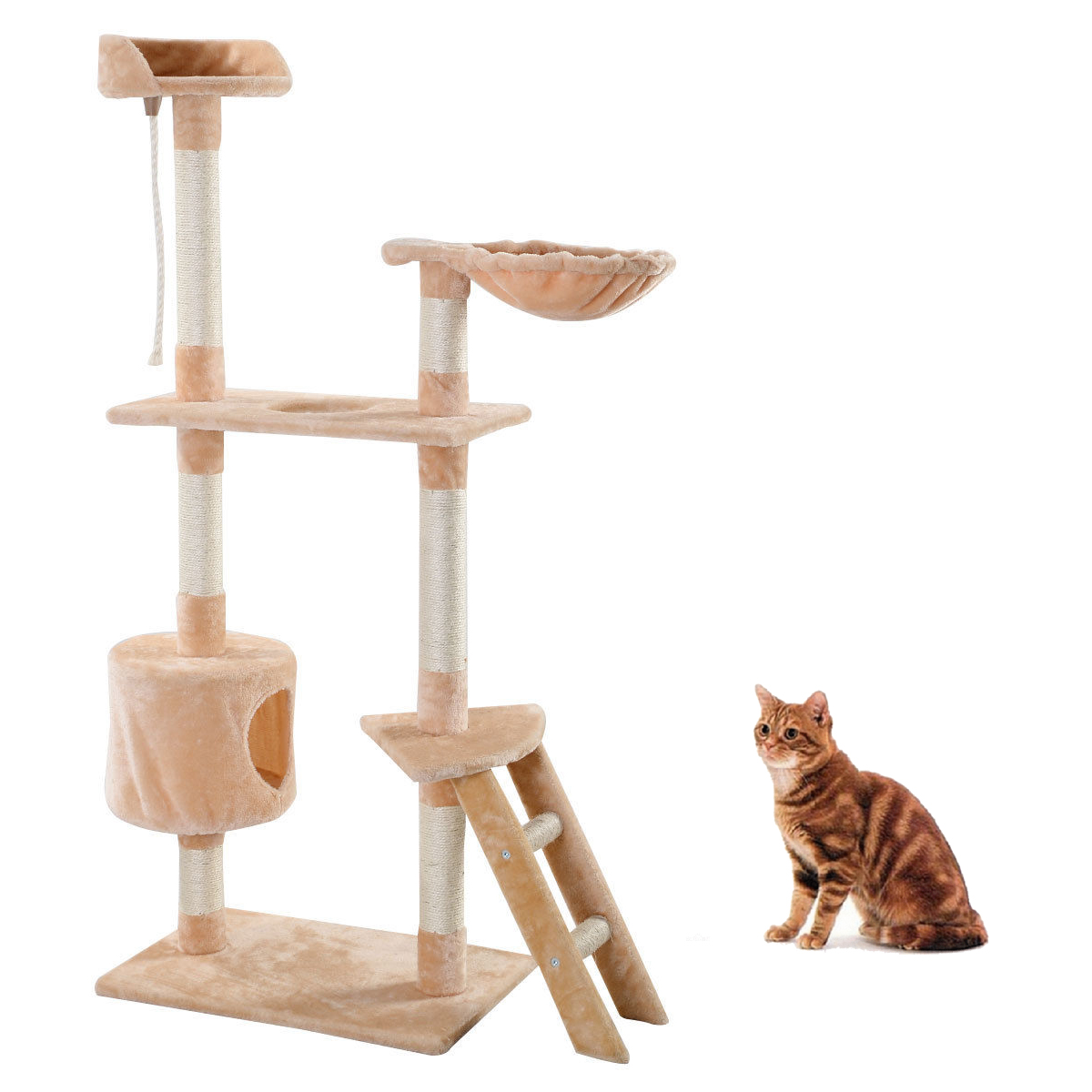 60 inch kitten pet